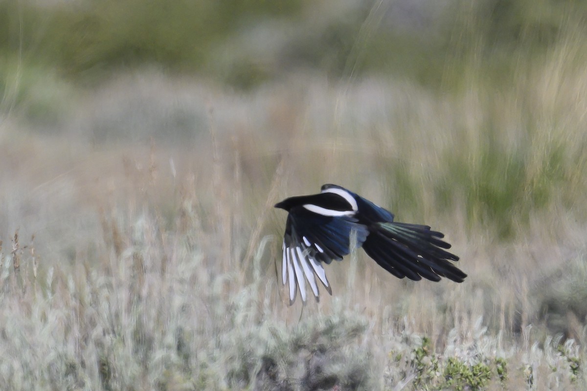 Black-billed Magpie - ML620742100