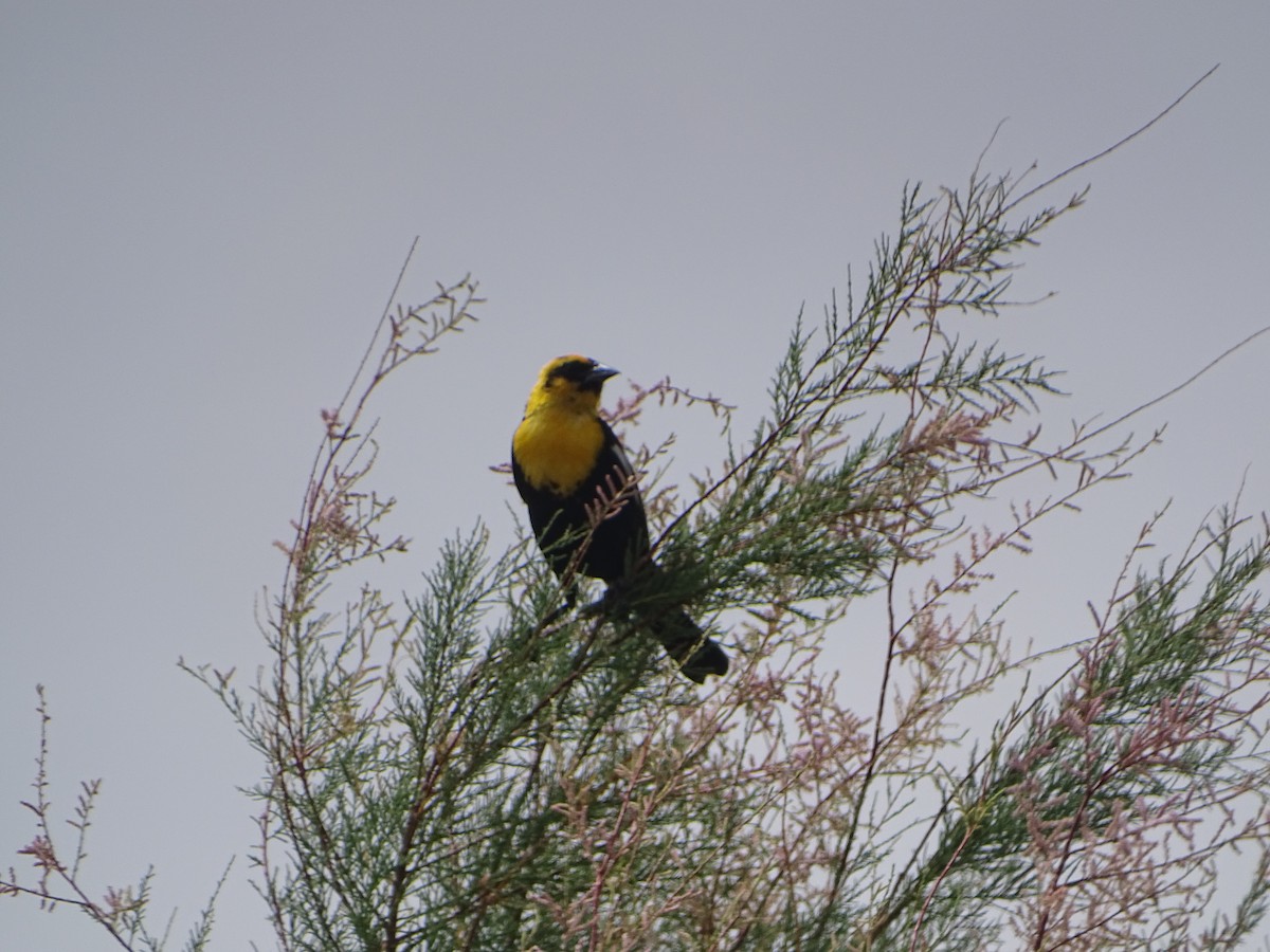 Yellow-headed Blackbird - ML620742102