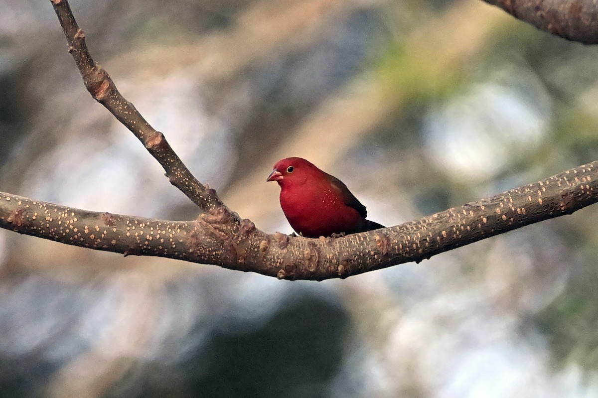 Red-billed Firefinch - ML620742103