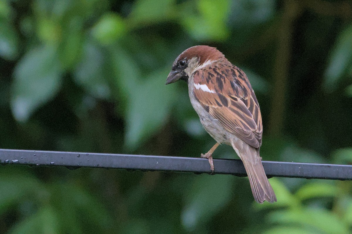 House Sparrow - ML620742104