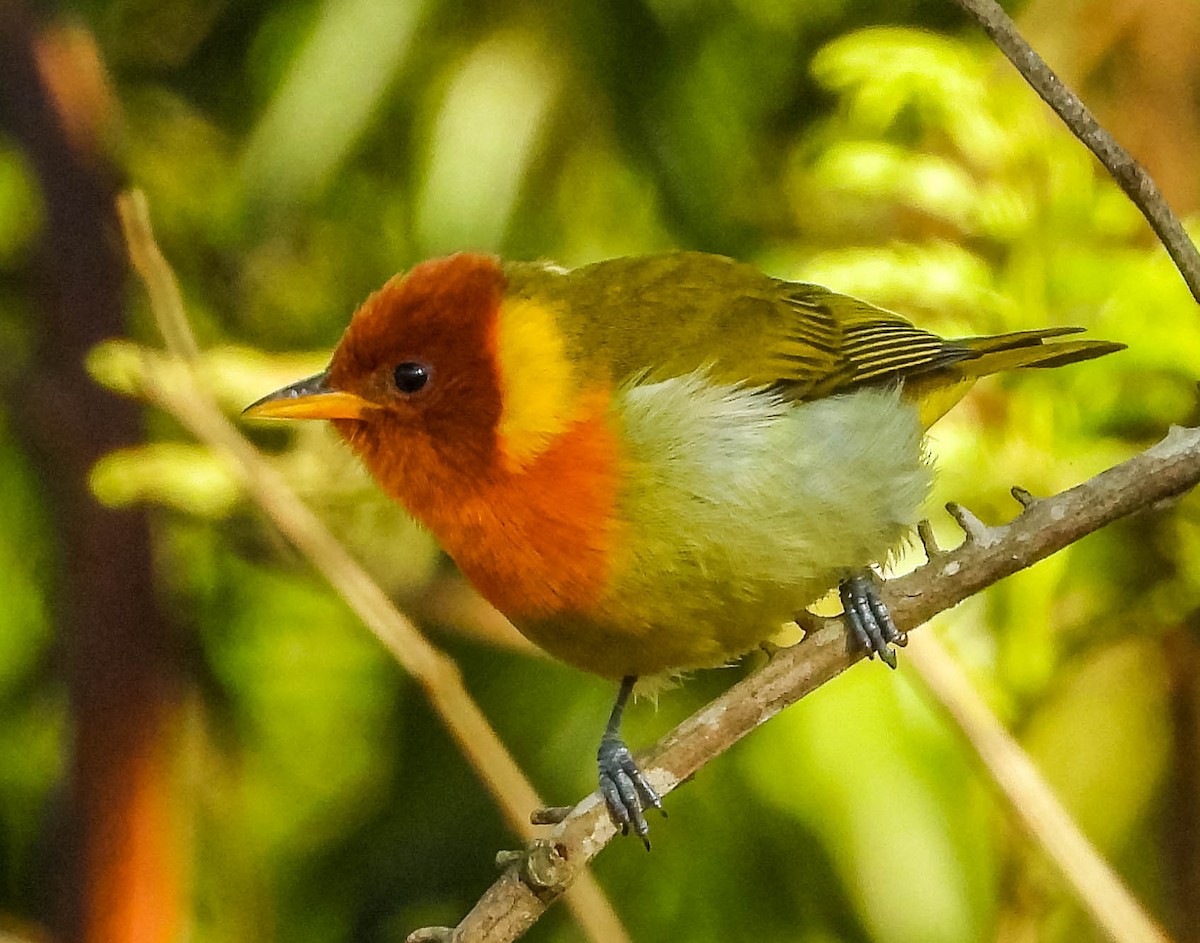 Rufous-headed Tanager - ML620742105