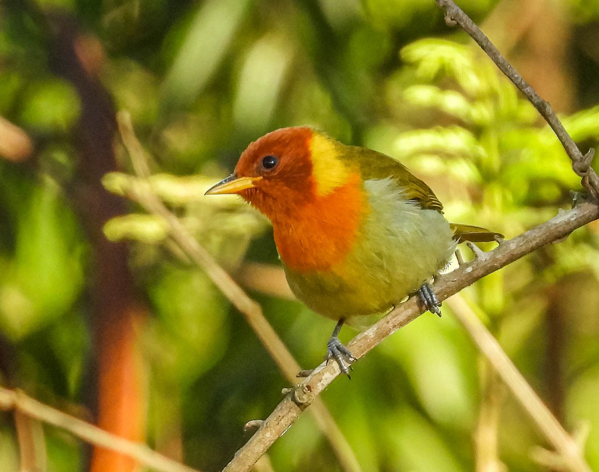 Rufous-headed Tanager - ML620742106