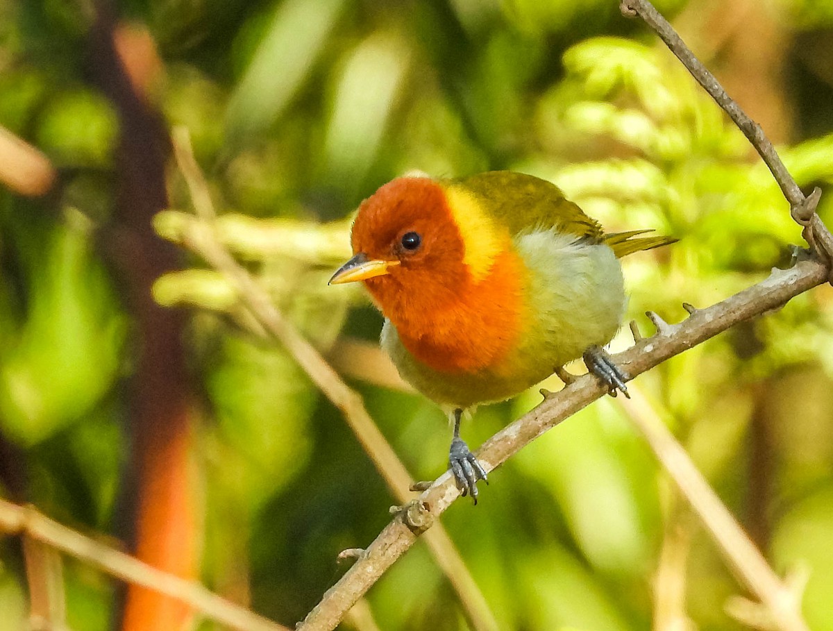 Rufous-headed Tanager - ML620742107