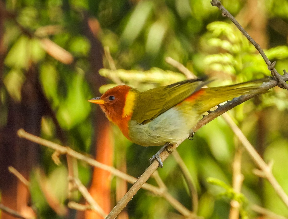 Rufous-headed Tanager - ML620742109