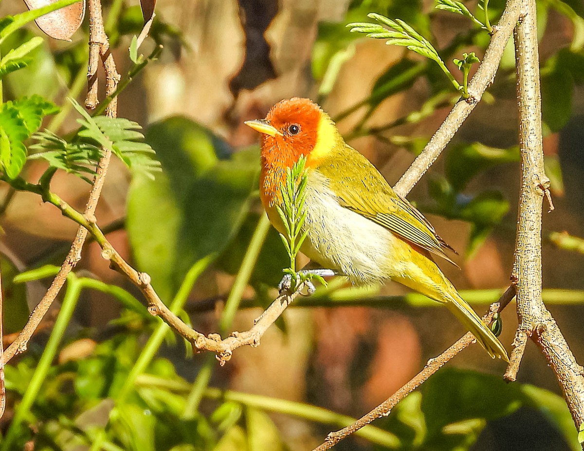 Rufous-headed Tanager - ML620742110