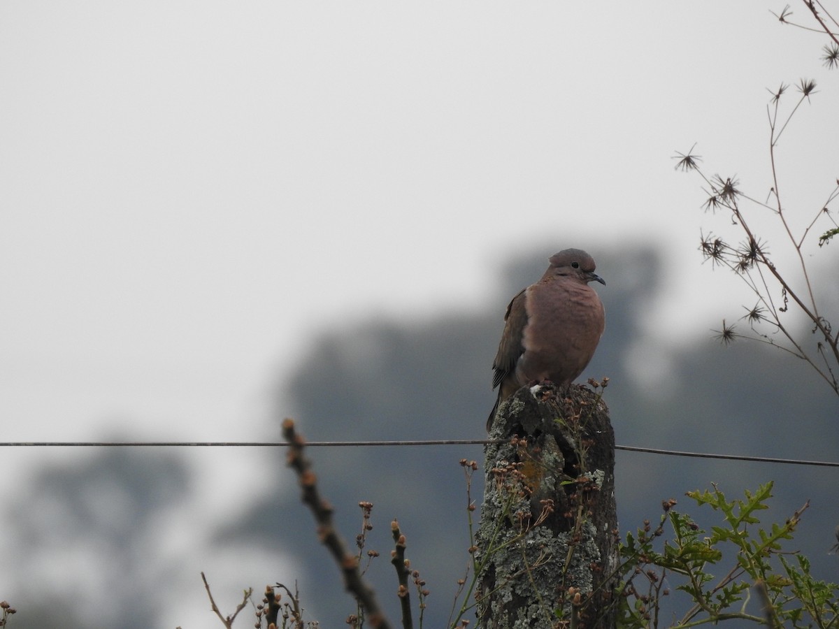 Eared Dove - ML620742112