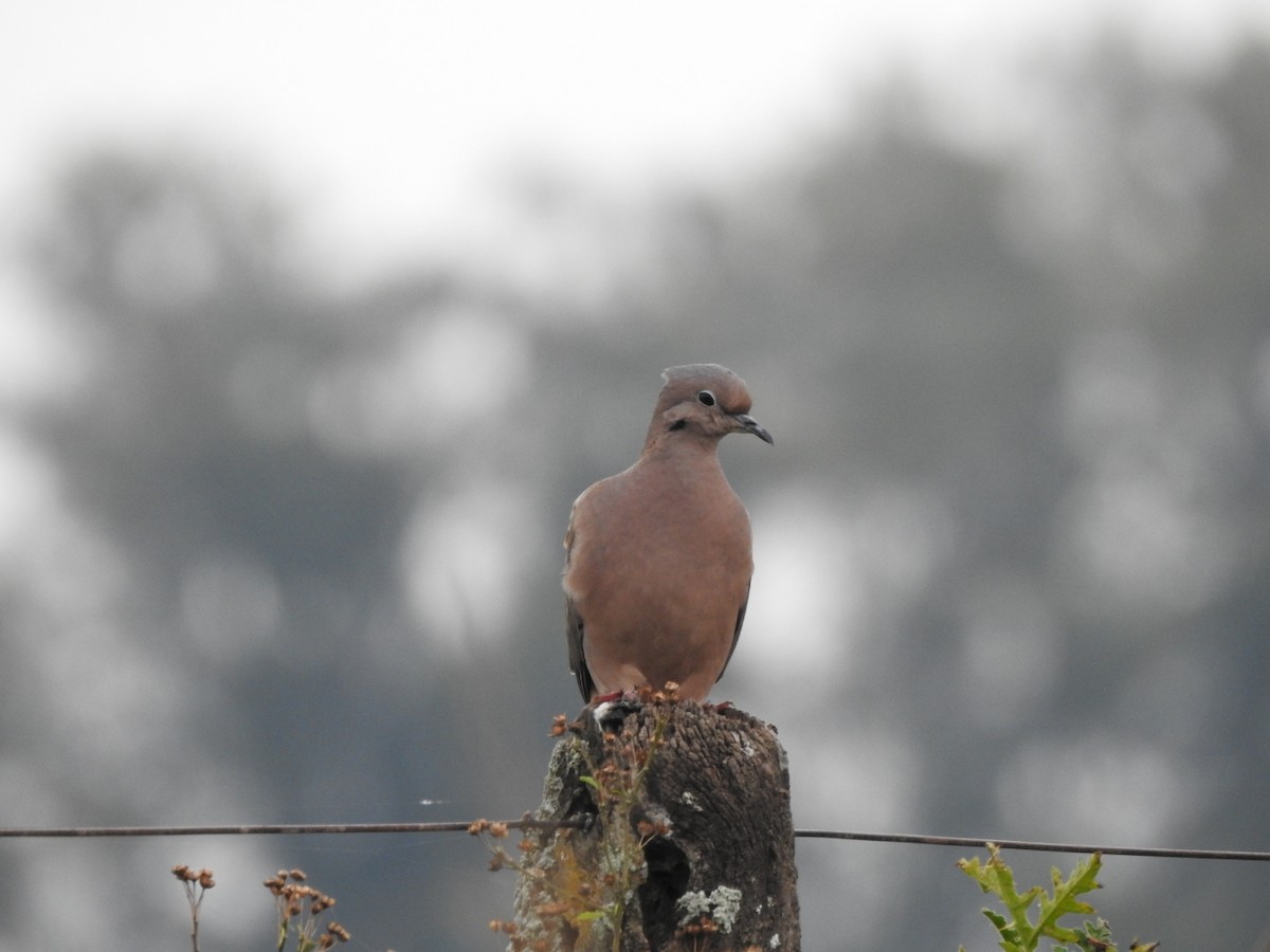 Eared Dove - ML620742113