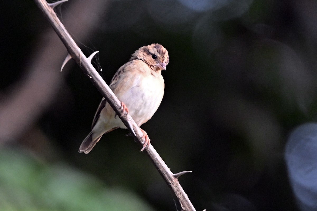 Village Indigobird - ML620742118