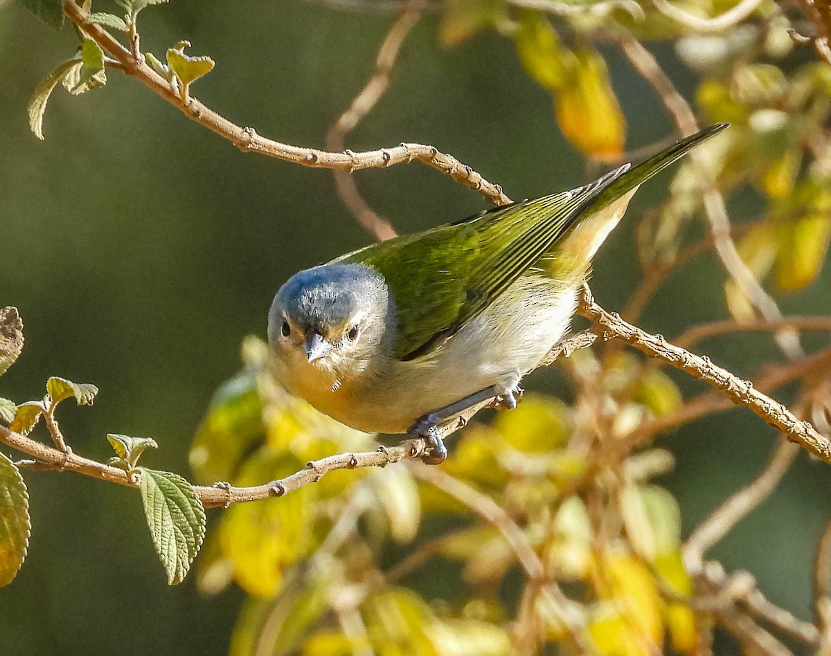 Chestnut-vented Conebill - ML620742121