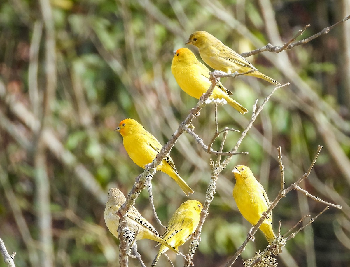 Saffron Finch - ML620742125