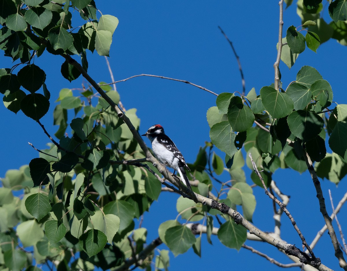 Downy Woodpecker - ML620742128