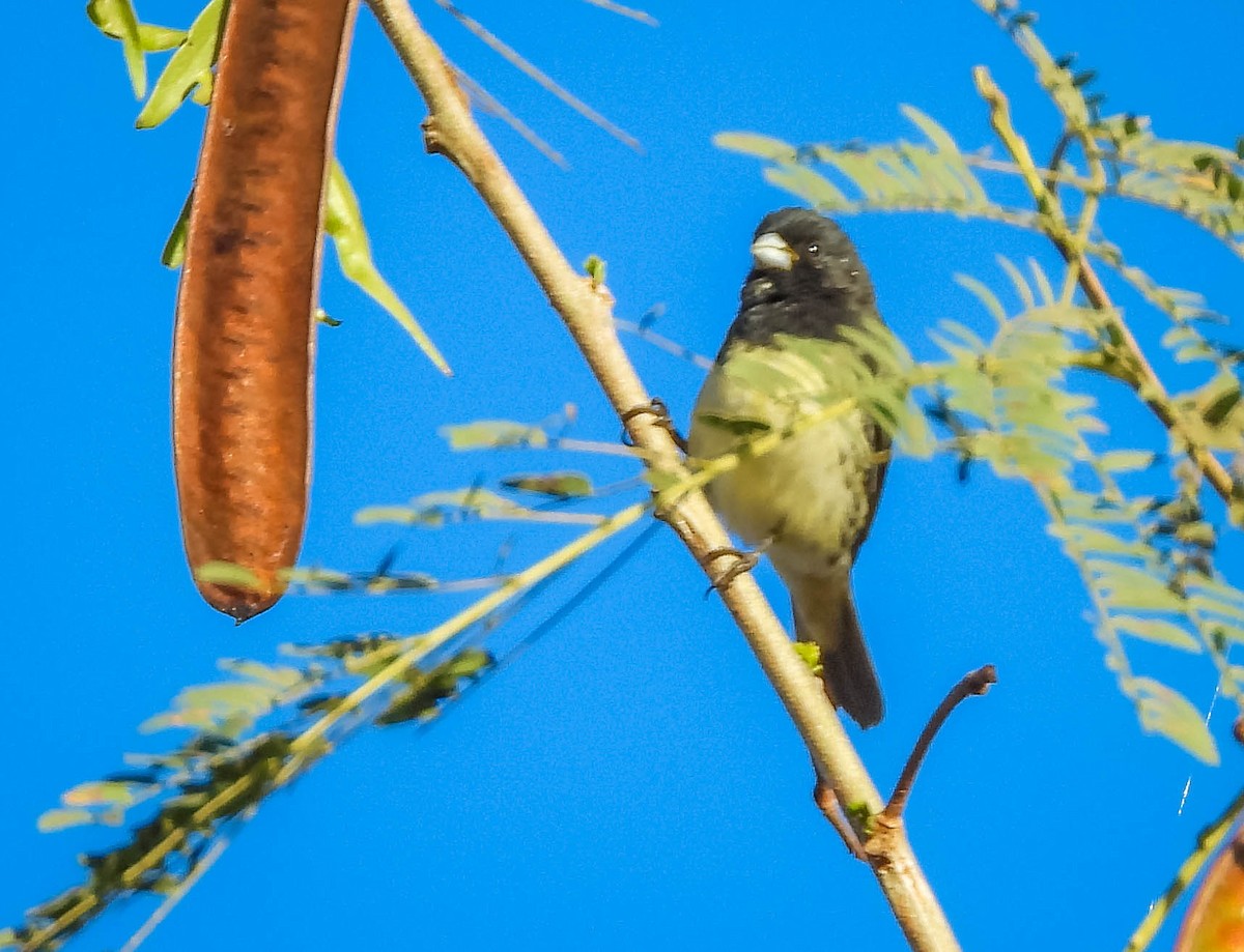 Yellow-bellied Seedeater - ML620742129