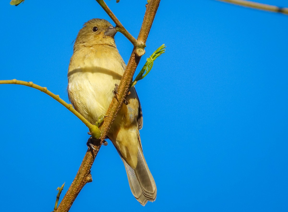 Yellow-bellied Seedeater - ML620742130