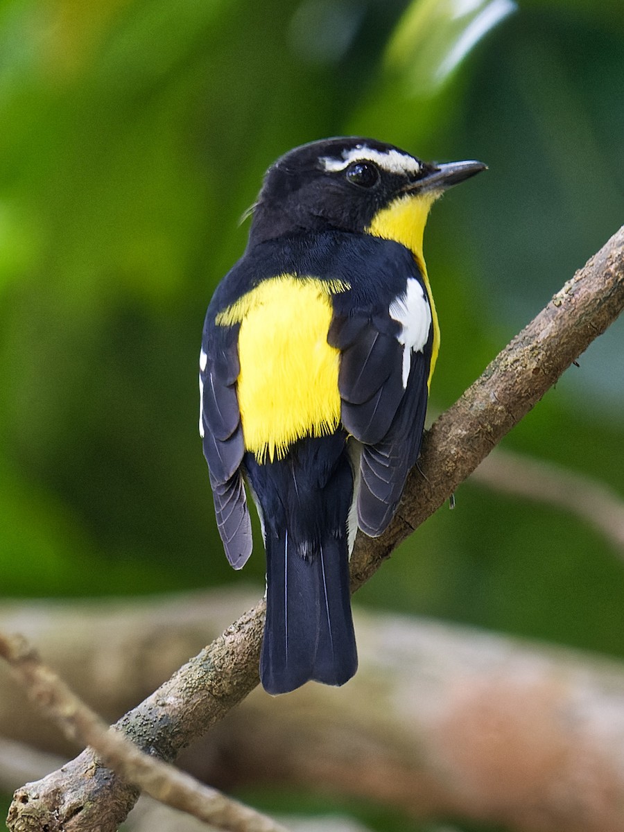 Yellow-rumped Flycatcher - ML620742131