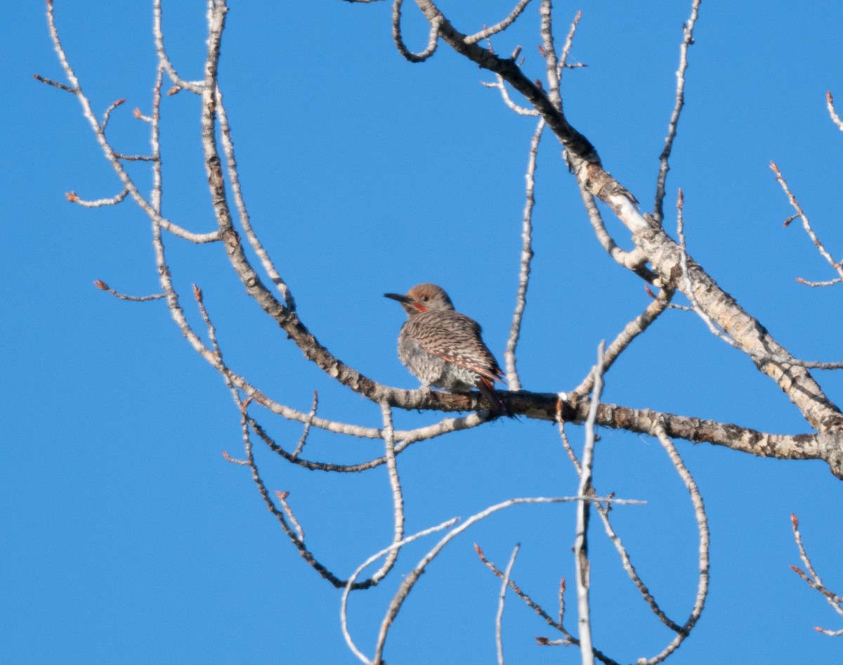 Northern Flicker - ML620742133