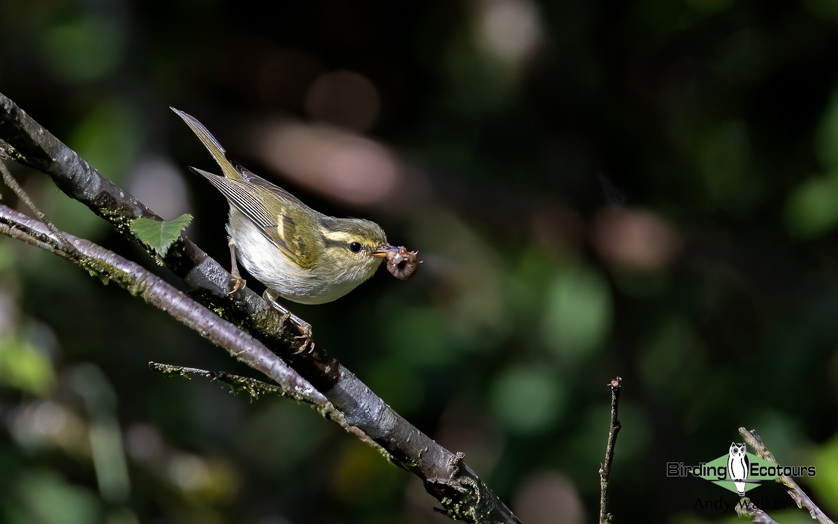 Kloss's Leaf Warbler - ML620742135