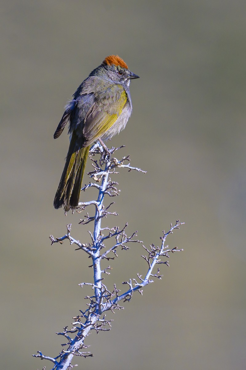 Green-tailed Towhee - ML620742139