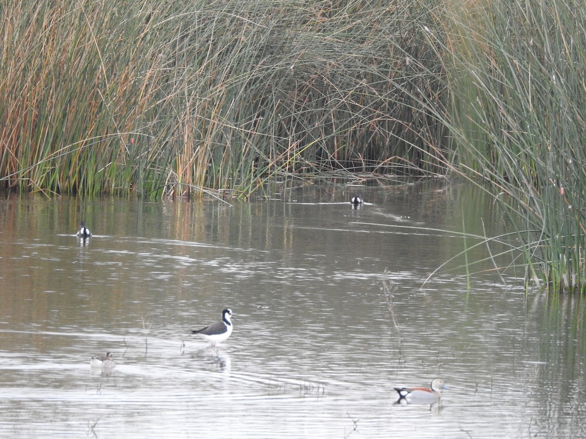 Black-necked Stilt - ML620742140