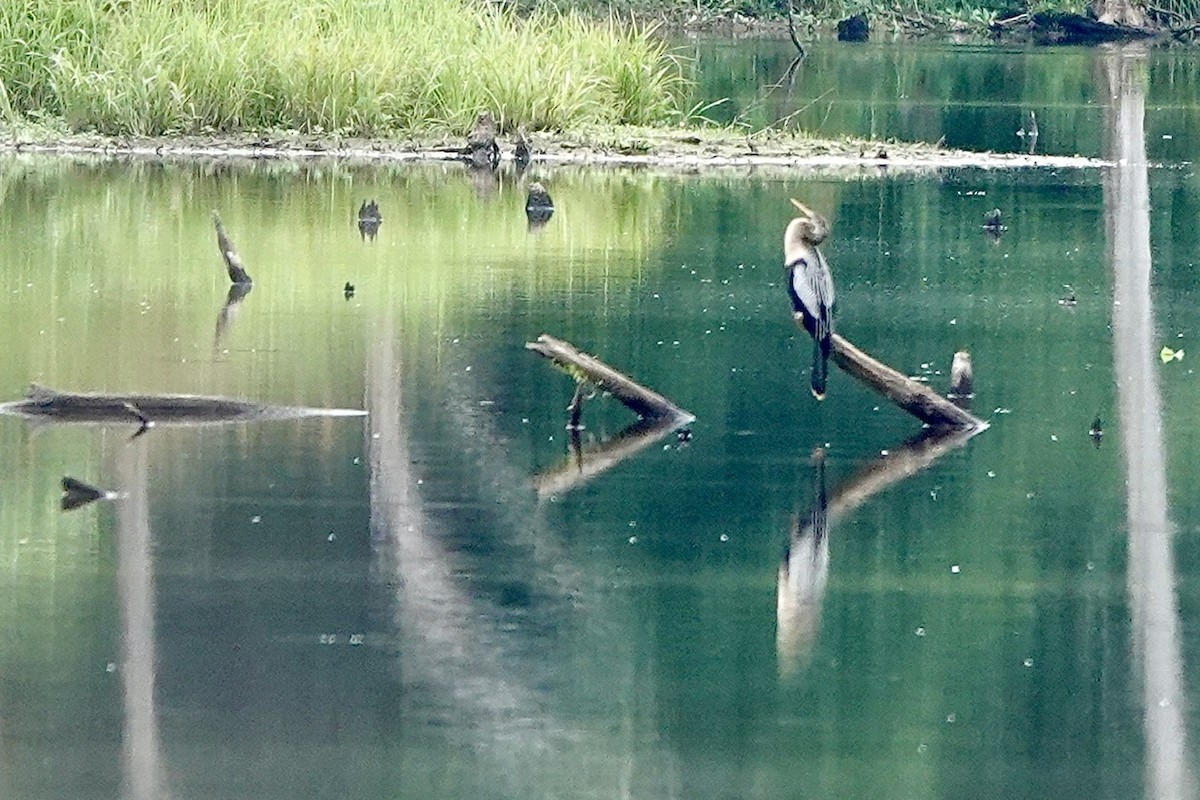 Anhinga - Fleeta Chauvigne