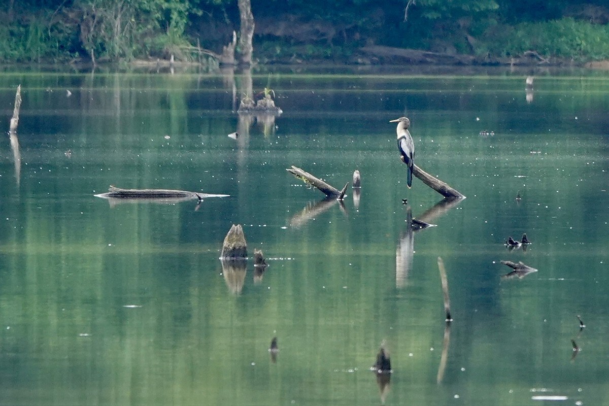 Anhinga - Fleeta Chauvigne