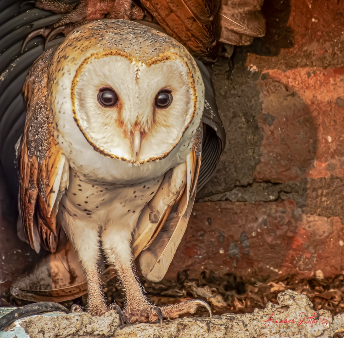 Barn Owl - ML620742150