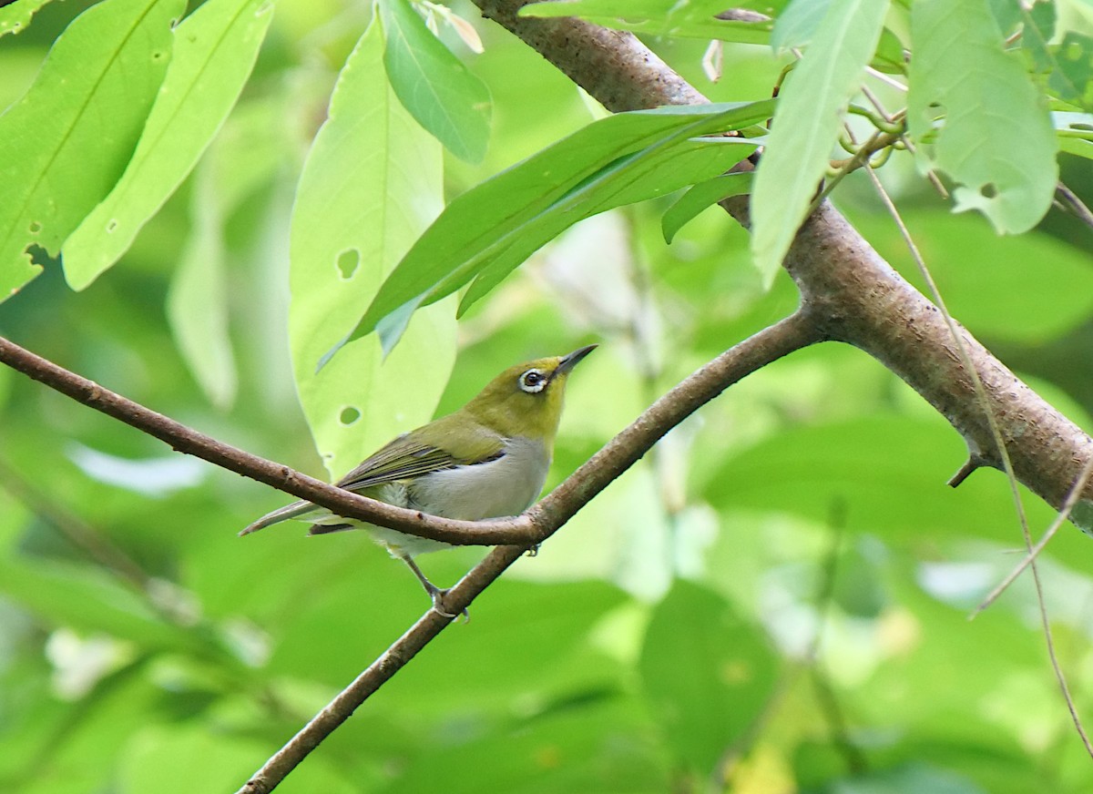 Swinhoe's White-eye - ML620742154