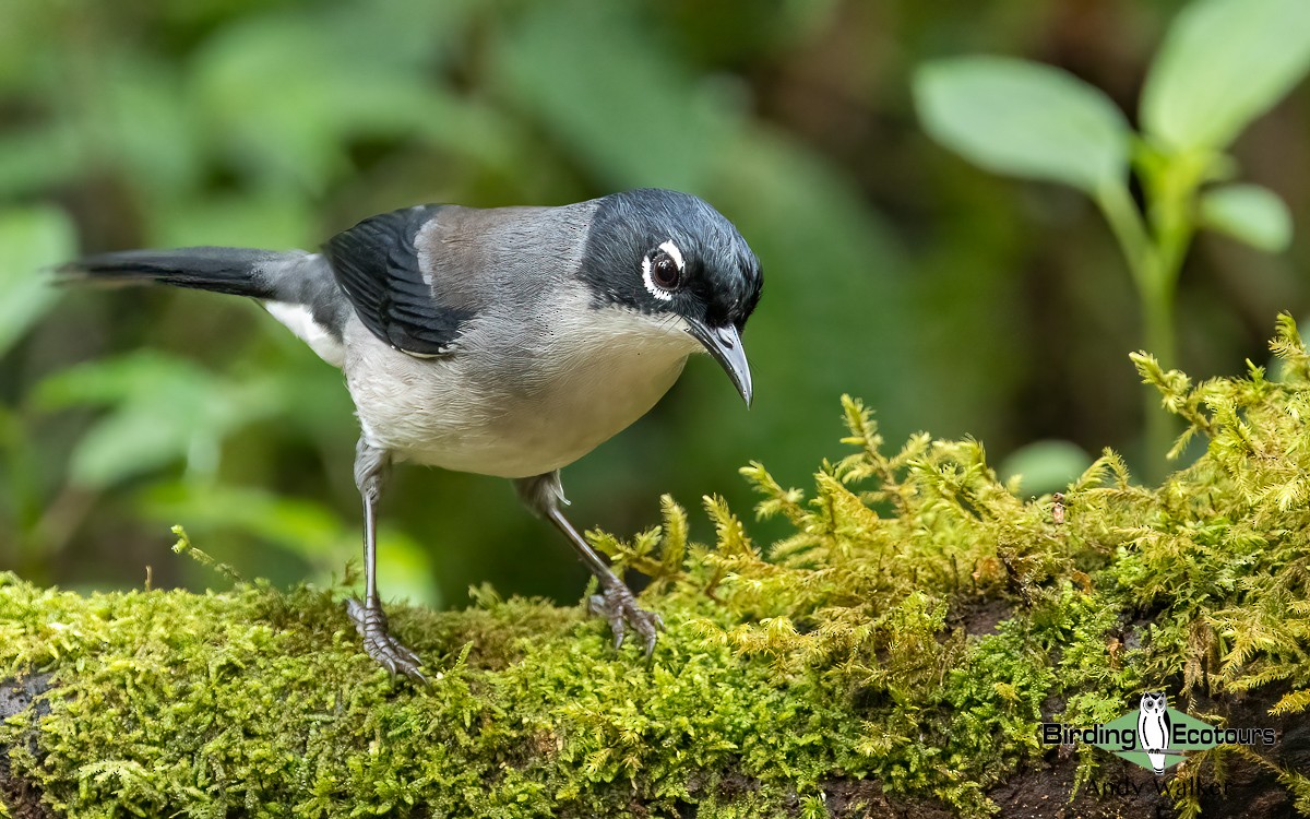 Black-headed Sibia (engelbachi/kingi) - Andy Walker - Birding Ecotours