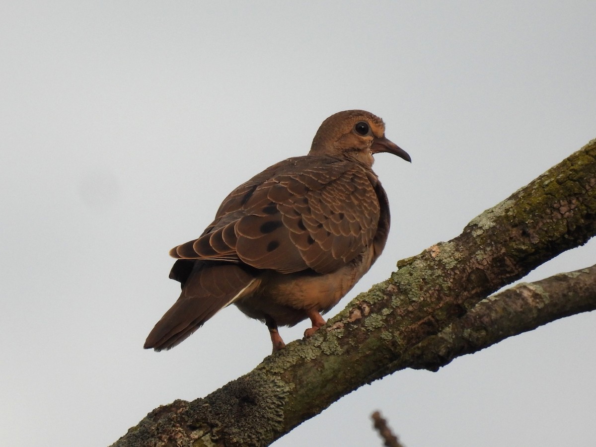 Mourning Dove - Patricia and Richard Williams