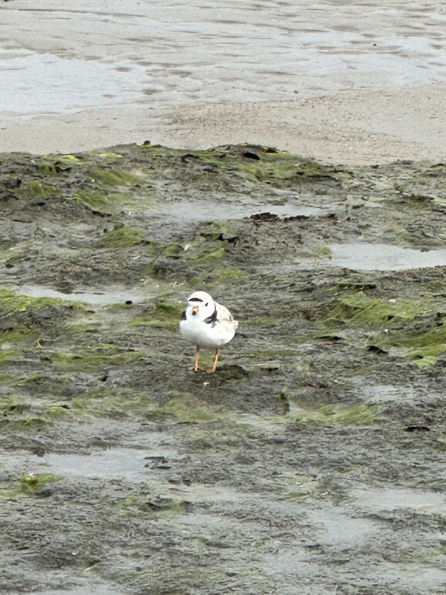 Piping Plover - ML620742159