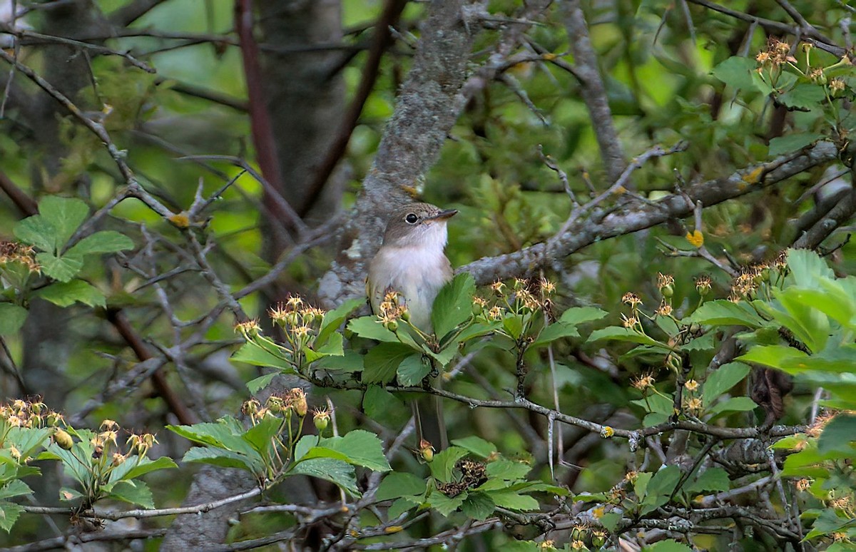 Alder Flycatcher - ML620742160