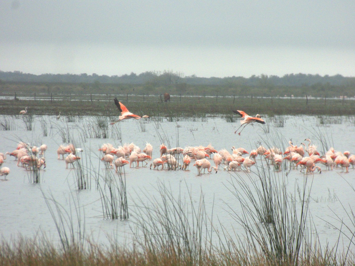 Chilean Flamingo - ML620742161