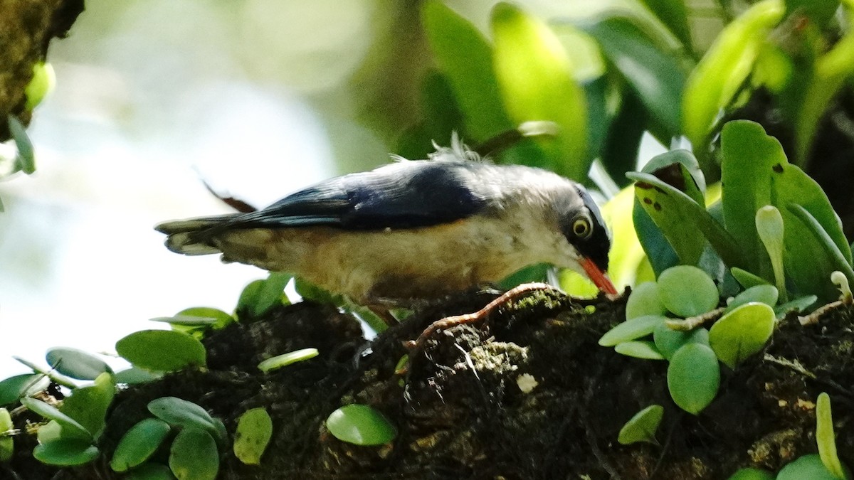 Velvet-fronted Nuthatch - ML620742172