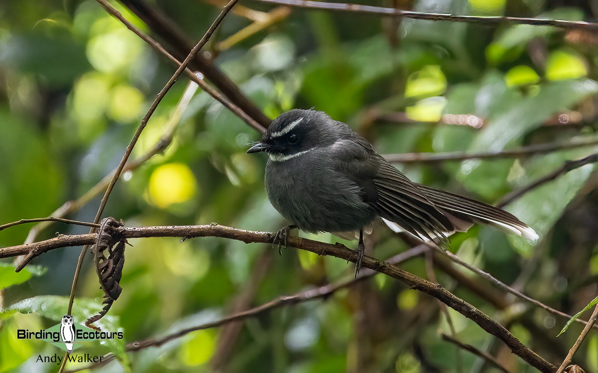 White-throated Fantail - ML620742173