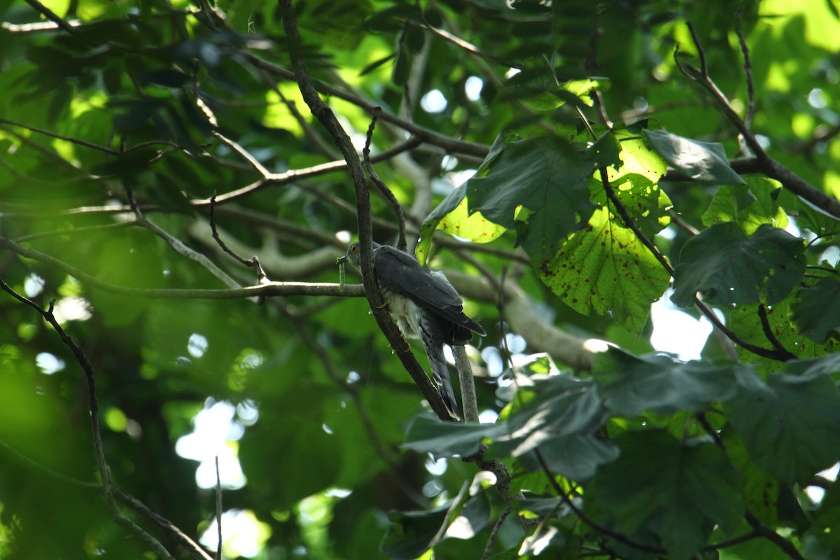 Common Hawk-Cuckoo - ML620742179