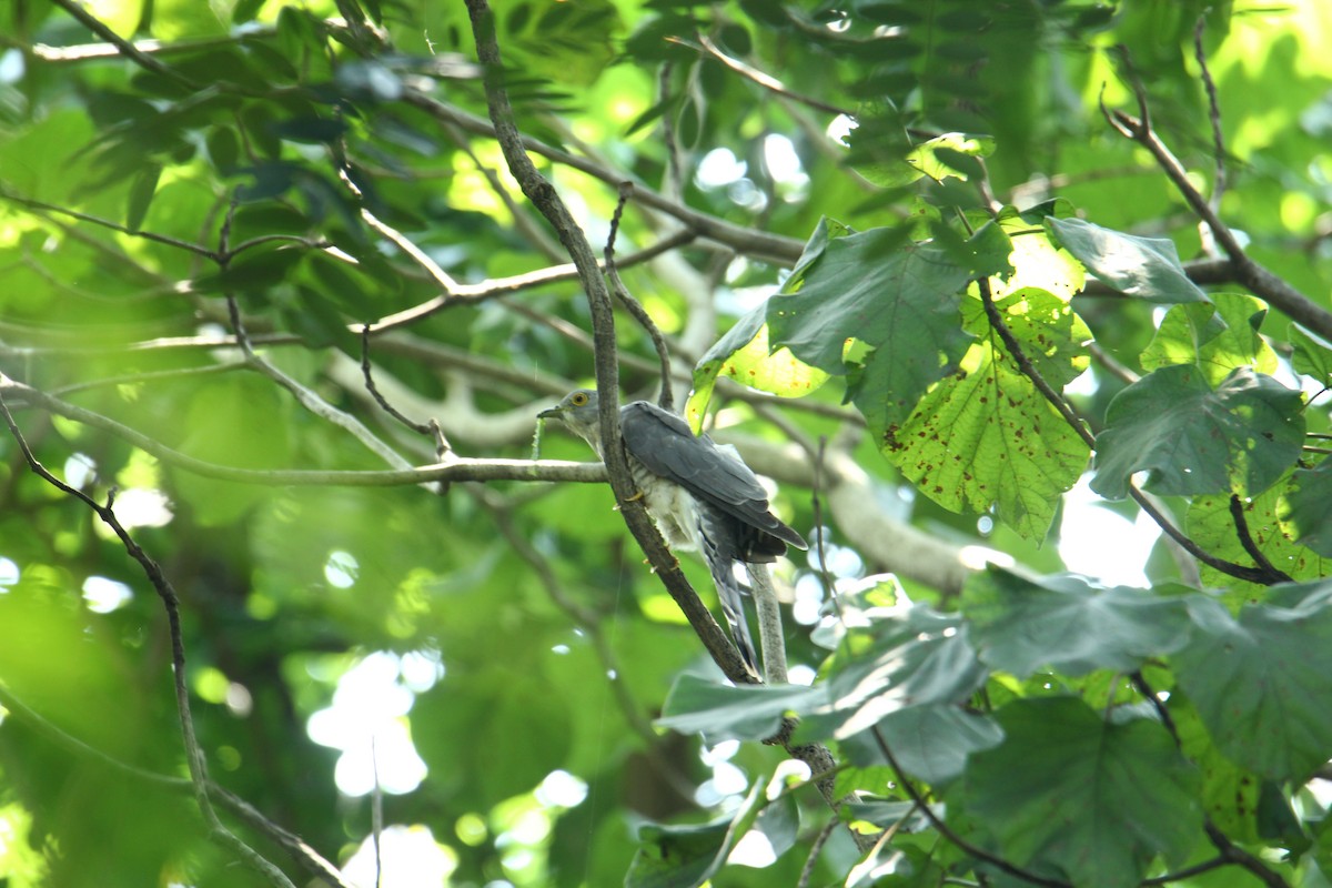 Common Hawk-Cuckoo - ML620742180