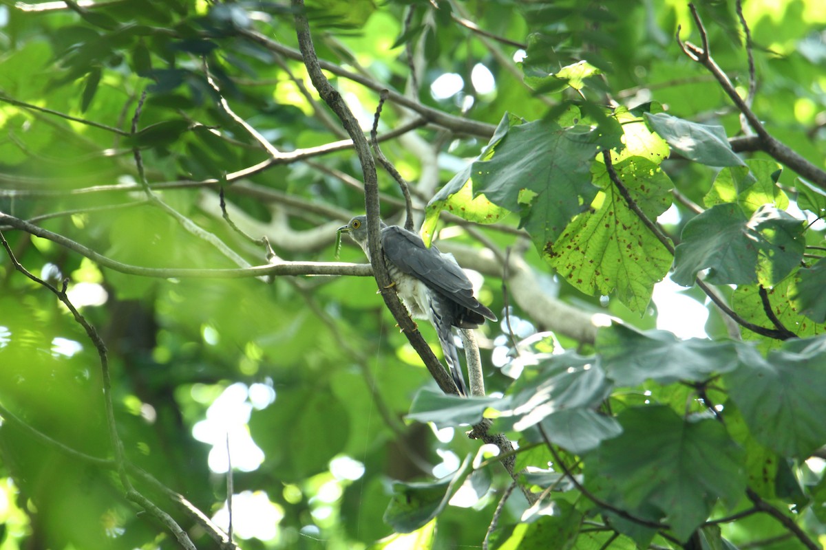 Common Hawk-Cuckoo - Karthick VS