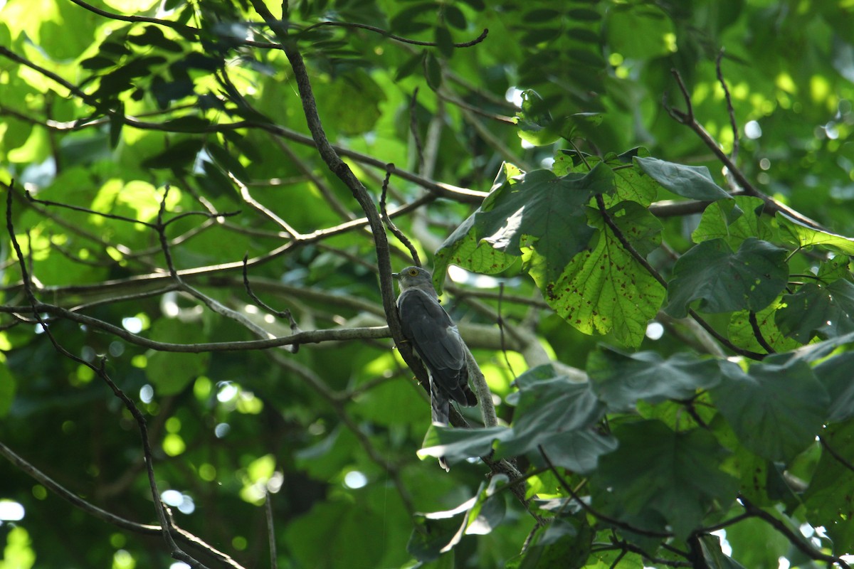 Common Hawk-Cuckoo - ML620742182