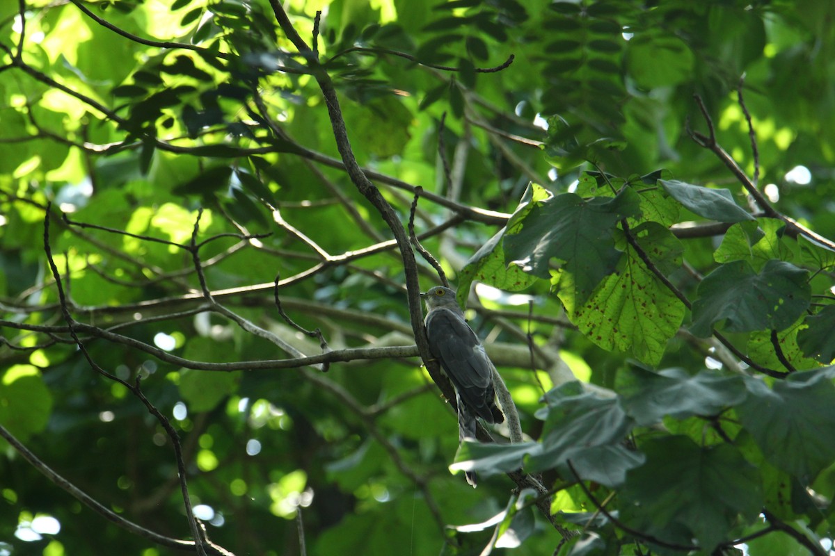 Common Hawk-Cuckoo - ML620742183