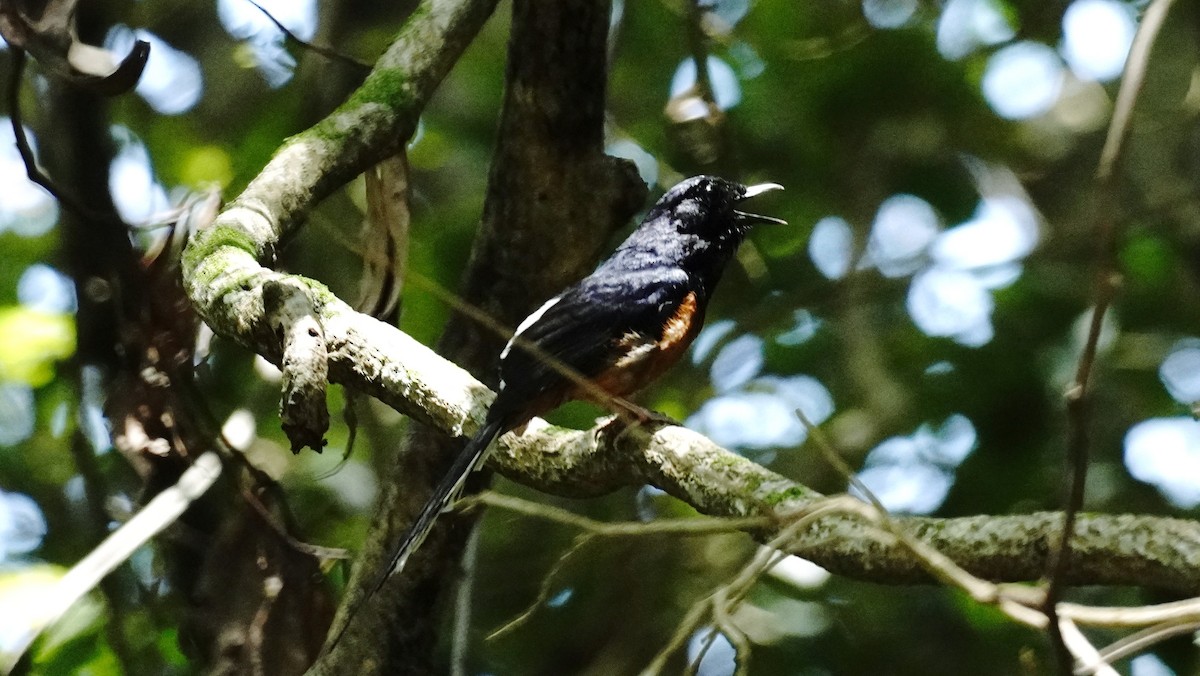 White-rumped Shama - ML620742186