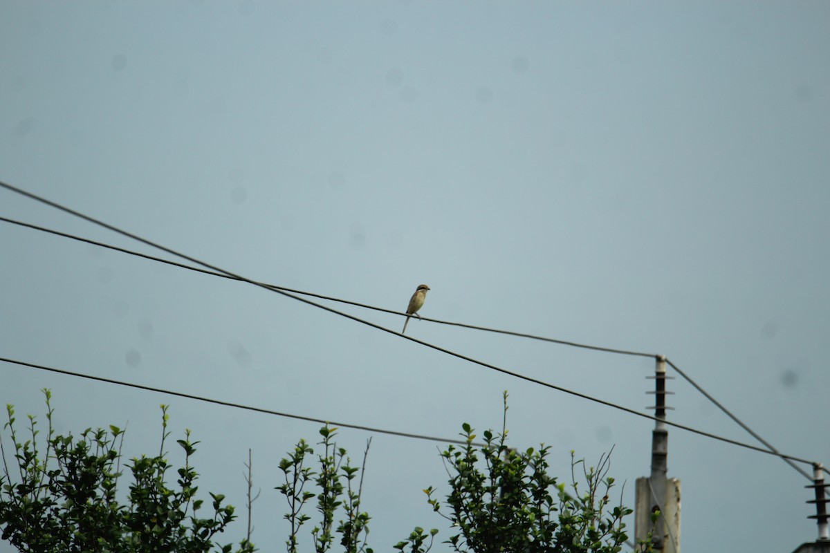 Brown Shrike - ML620742196