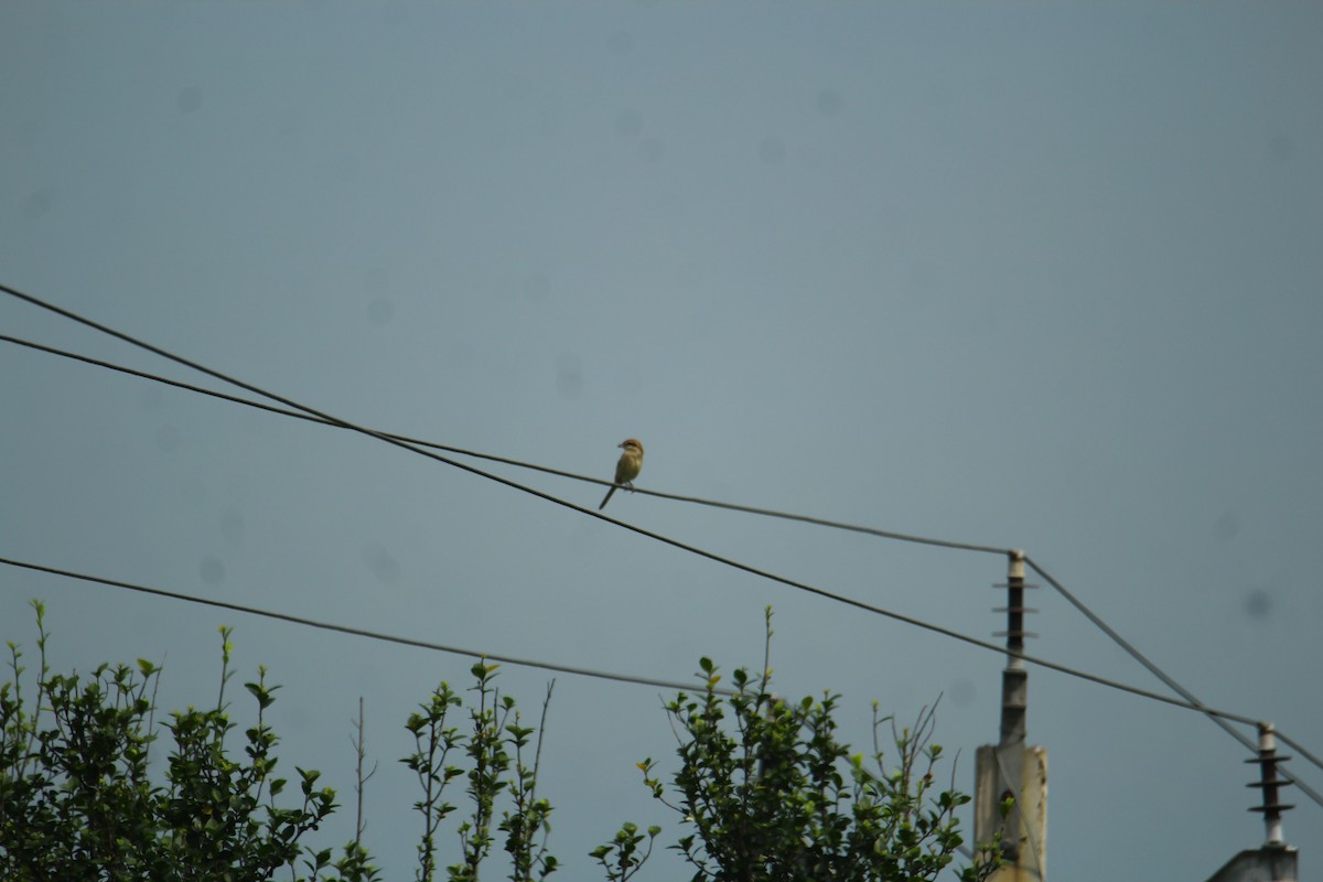 Brown Shrike - ML620742197