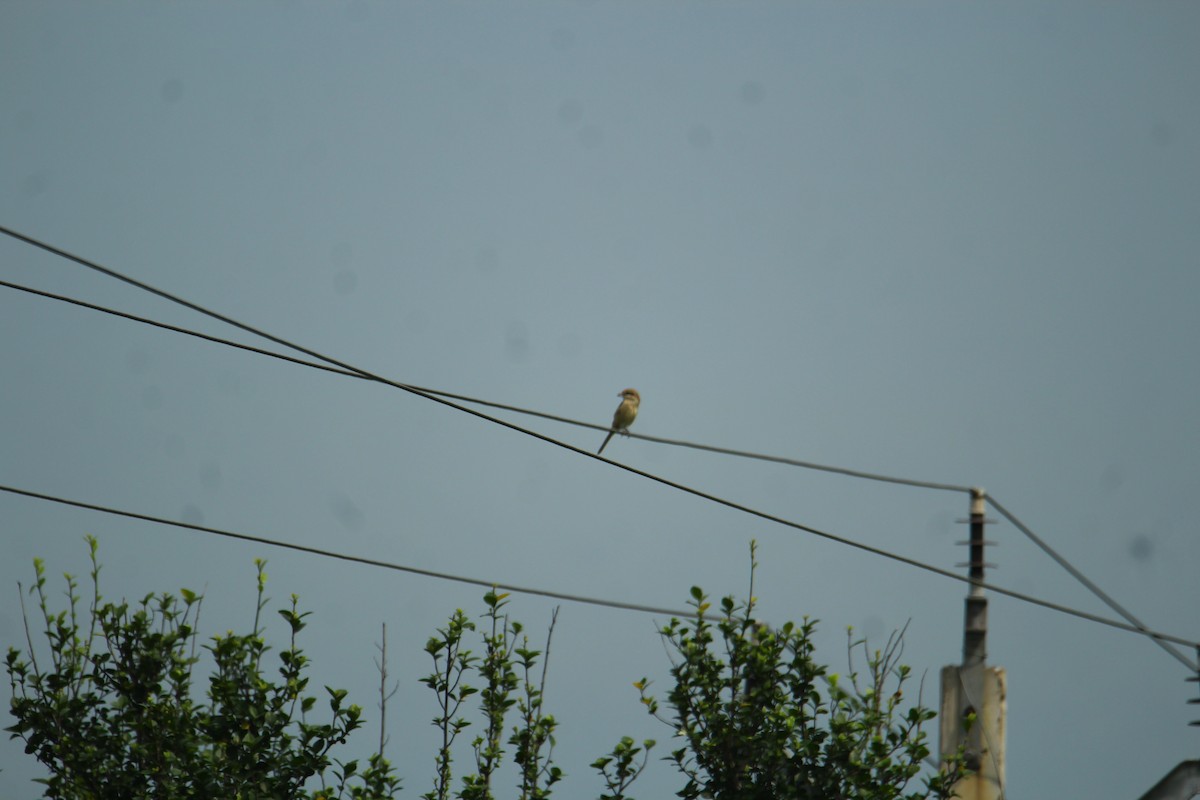 Brown Shrike - ML620742199