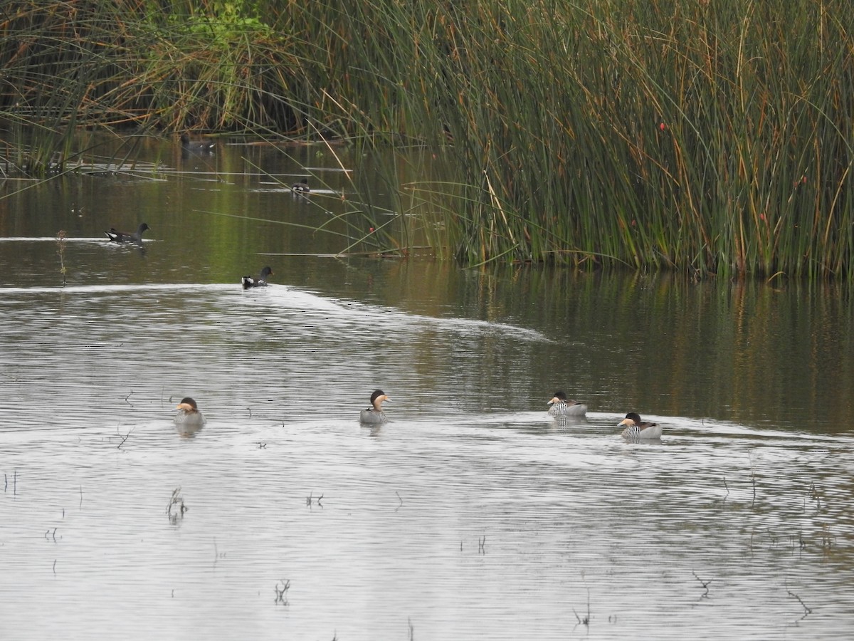 Ringed Teal - ML620742200