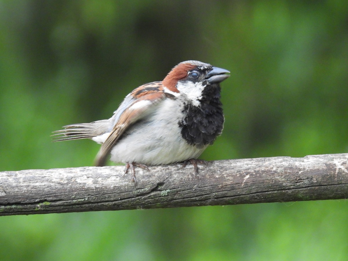 Moineau domestique - ML620742201