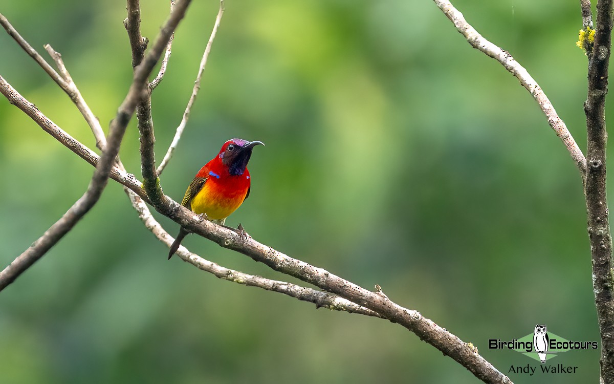 Mrs. Gould's Sunbird (Scarlet-breasted) - ML620742210