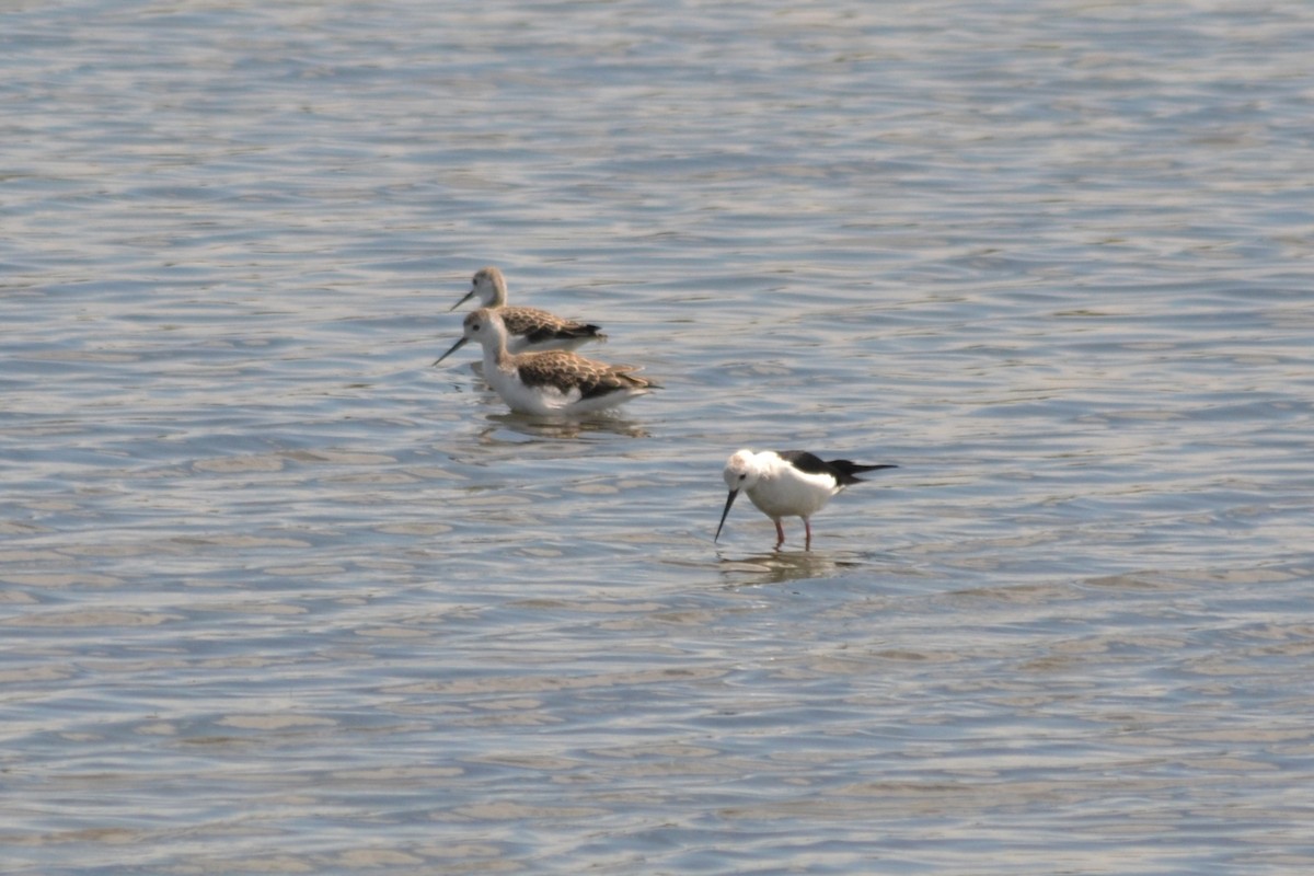 Black-winged Stilt - ML620742221