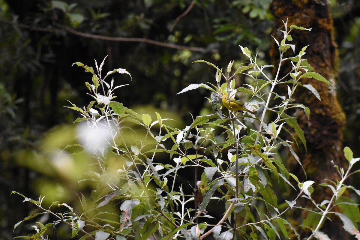 Wilson's Warbler - ML620742222