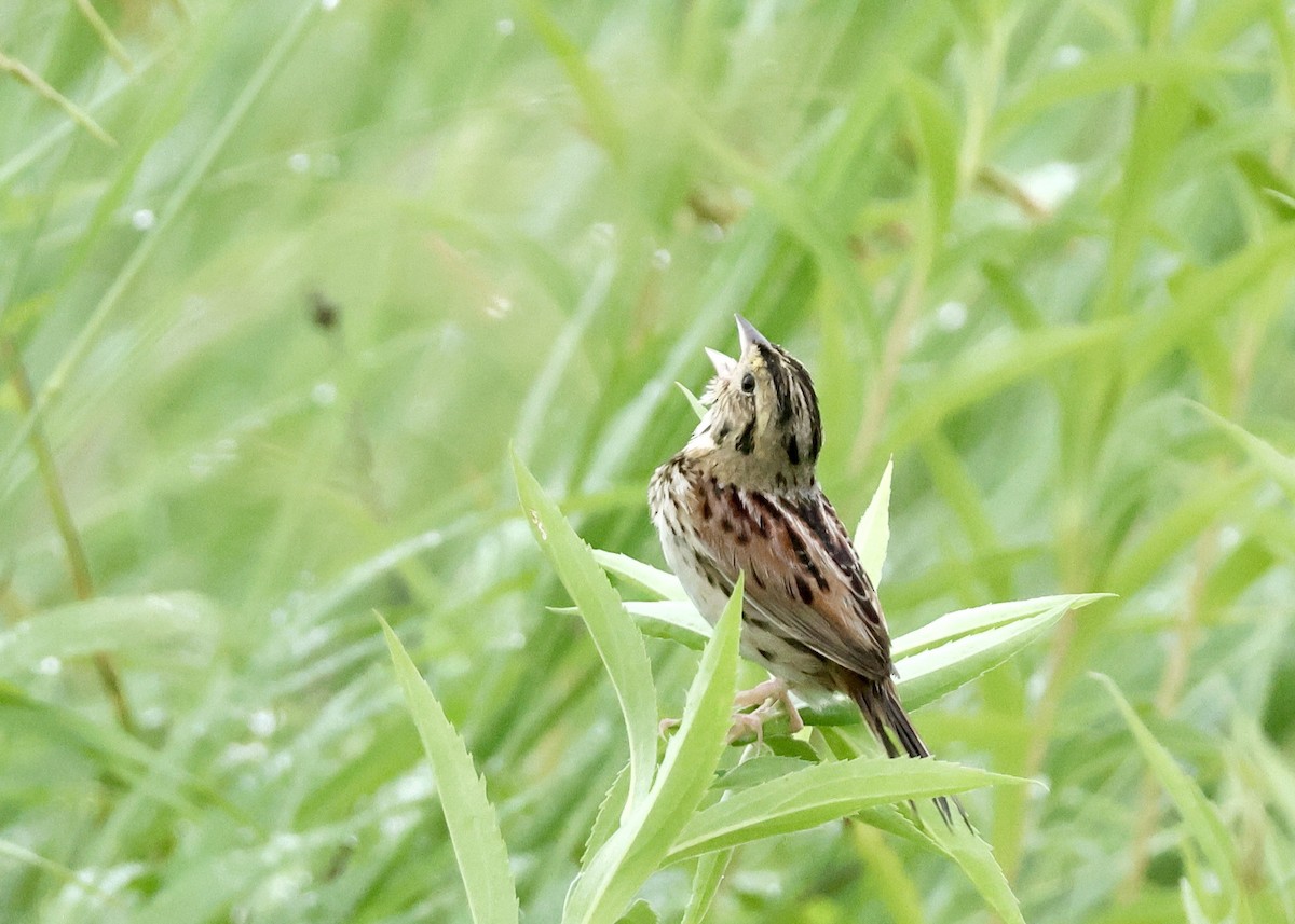 Henslow's Sparrow - Nikhil Kumaranayagam