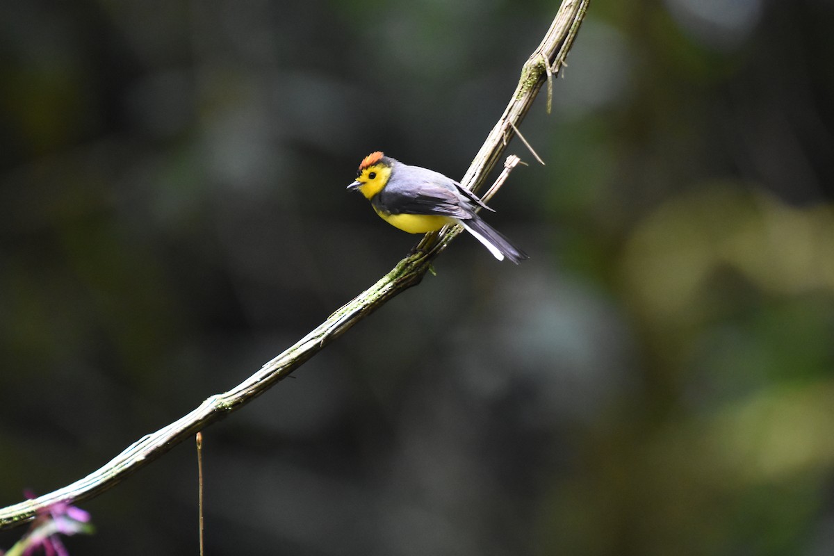 Collared Redstart - ML620742231