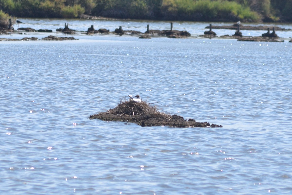 Black-headed Gull - ML620742232